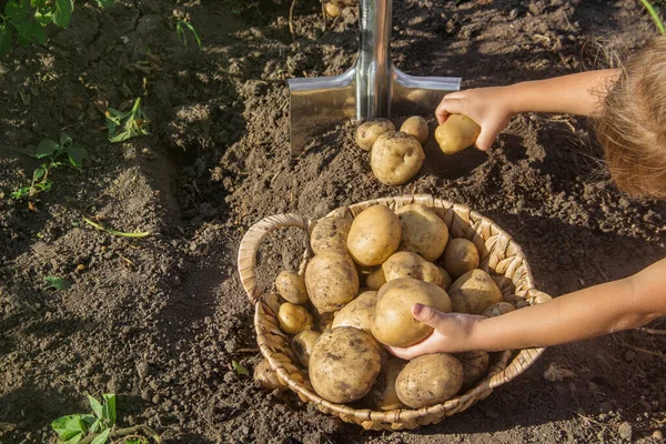 Ребенок Саду Собирает Урожай Картофеля Лопатой Выборочный Фокус Природа — стоковое фото