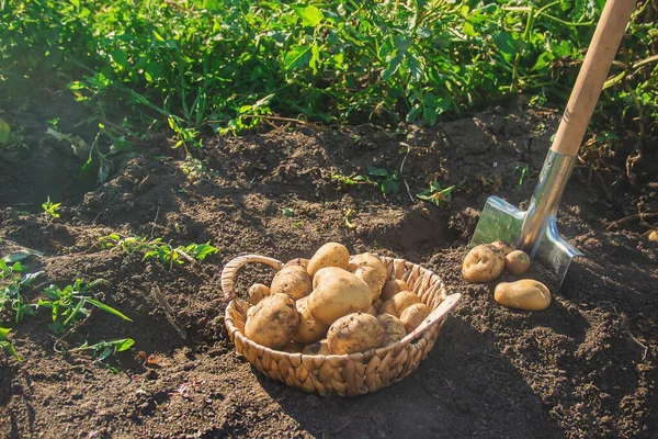 Garden Harvest Potato Crop Shovel Selective Focus Nature — Stock Photo, Image