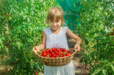 Çocuk domates hasadı topluyor. Seçici odak.