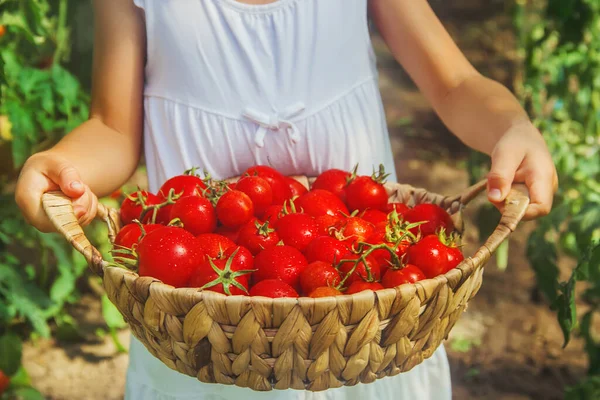 Het Kind Verzamelt Een Oogst Tomaten Selectieve Focus Aard — Stockfoto
