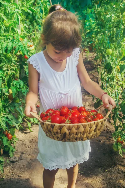 Het Kind Verzamelt Een Oogst Tomaten Selectieve Focus — Stockfoto
