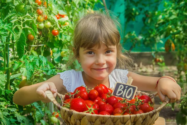 Bambino Raccoglie Raccolto Pomodori Focus Selettivo — Foto Stock