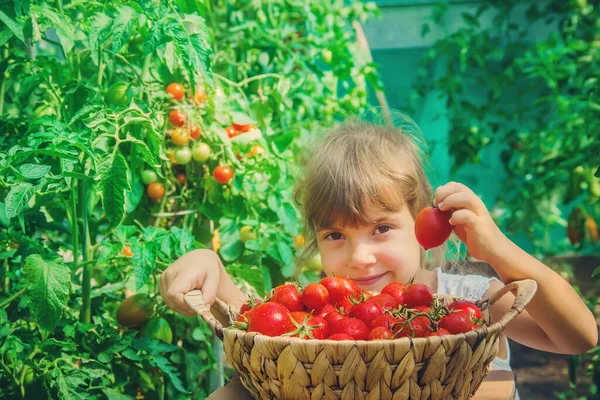 子供はトマトの収穫を集めます 選択的焦点 — ストック写真