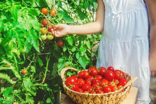 Barnet Samlar Gröda Tomater Selektivt Fokus Natur — Stockfoto