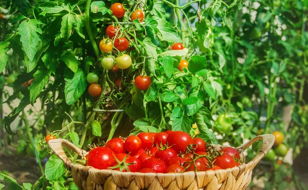 Beaucoup Tomates Dans Jardin Récolte Concentration Sélective Nature — Photo