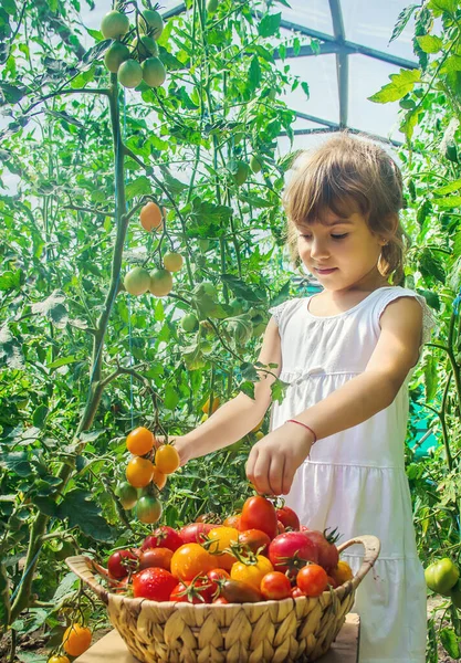 Anak Itu Mengumpulkan Tanaman Tomat Apa Fokus Selektif — Stok Foto