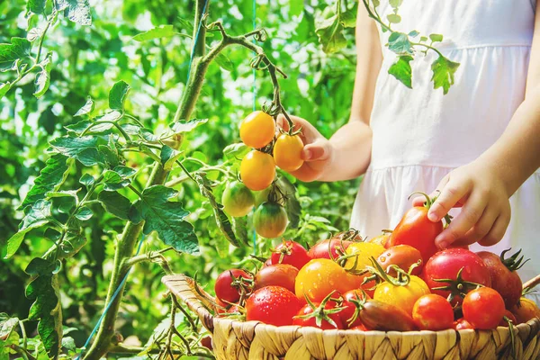 Anak Itu Mengumpulkan Tanaman Tomat Apa Fokus Selektif Alam — Stok Foto