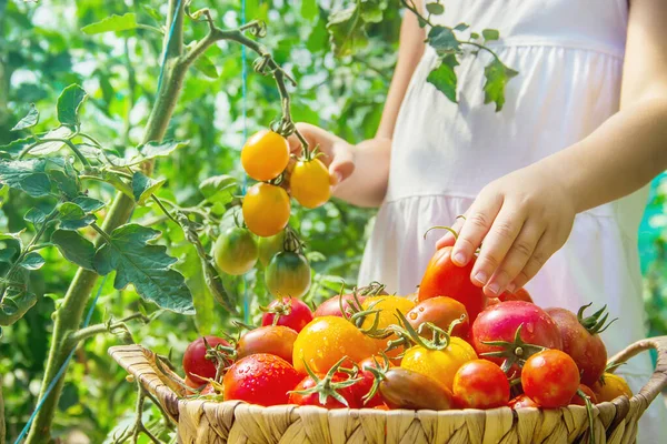 Het Kind Verzamelt Een Oogst Tomaten Selectieve Focus Aard — Stockfoto