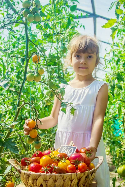Anak Itu Mengumpulkan Tanaman Tomat Apa Fokus Selektif — Stok Foto