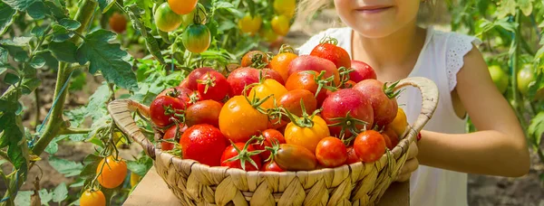 Child Collects Crop Tomatoes Selective Focus — Stock Photo, Image