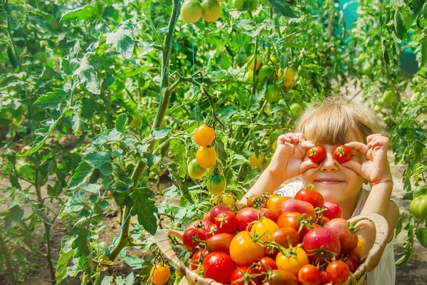 Enfant Recueille Une Récolte Tomates Concentration Sélective — Photo