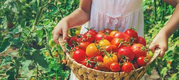 Dziecko Zbiera Uprawy Pomidorów Wybiórcze Skupienie Charakter — Zdjęcie stockowe