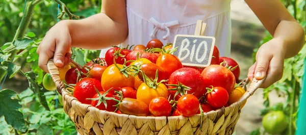 Het Kind Verzamelt Een Oogst Tomaten Selectieve Focus Aard — Stockfoto