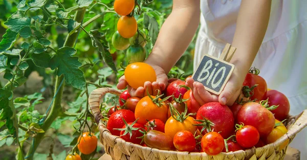 Çocuk Domates Hasadı Topluyor Seçici Odaklanma Doğa — Stok fotoğraf