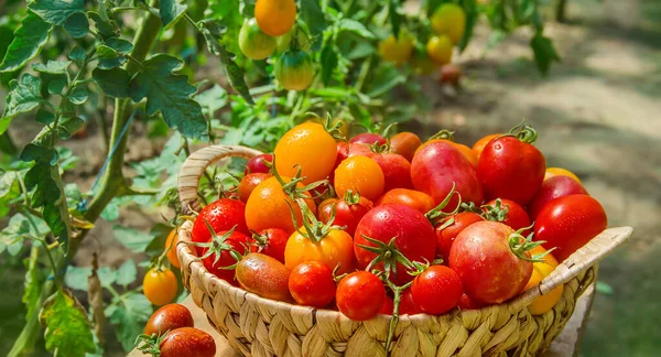 Muitos Tomates Jardim Colheita Foco Seletivo Natureza — Fotografia de Stock