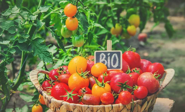 A lot of tomatoes in the garden, harvest. Selective focus. nature.