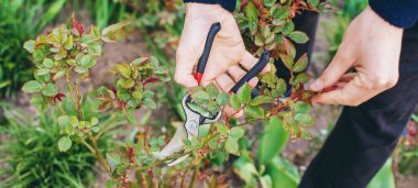 Bahçıvan bahçede gül buduyor. Seçici odaklanma. Doğa.