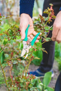 Bahçıvan bahçede gül buduyor. Seçici odaklanma. Doğa.