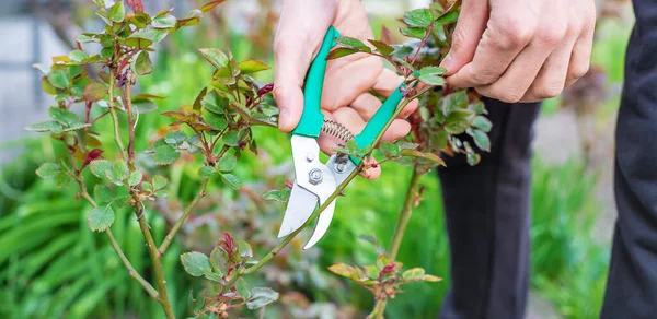 Gardener pruning roses in the garden. Selective focus. Nature.