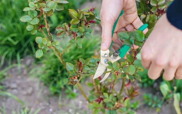 Gardener Pruning Roses Garden Selective Focus Nature — Stock Photo, Image