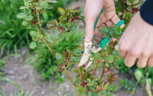 Gardener pruning roses in the garden. Selective focus. Nature.