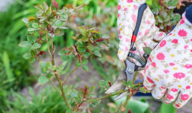 Bahçıvan bahçede gül buduyor. Seçici odaklanma. Doğa.