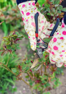 Bahçıvan bahçede gül buduyor. Seçici odaklanma. Doğa.