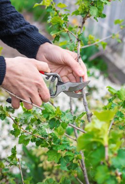 Bahçıvan bahçede frenk üzümü çalıları buduyor. Seçici odaklanma. Doğa.