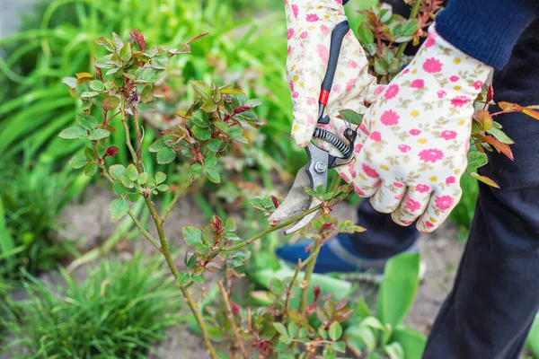 Gardener Pruning Roses Garden Selective Focus Nature — Stock Photo, Image