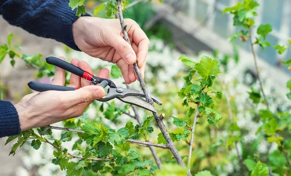 Jardinero Poda Arbustos Grosella Jardín Enfoque Selectivo Naturaleza — Foto de Stock