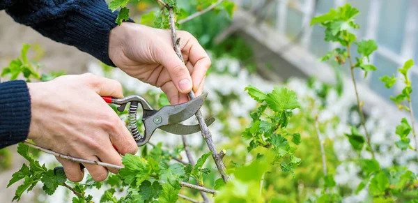 Jardinero Poda Arbustos Grosella Jardín Enfoque Selectivo Naturaleza — Foto de Stock