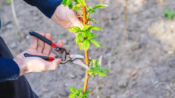 Jardinero Está Podando Arbustos Frambuesa Jardín Enfoque Selectivo Naturaleza — Foto de Stock