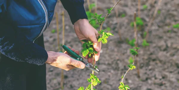 Jardinero Está Podando Arbustos Frambuesa Jardín Enfoque Selectivo Naturaleza — Foto de Stock