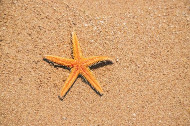 kumda sahilde denizyıldızı. Seçici odak. Doğa.