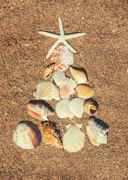 在沙滩上用贝壳做成的圣诞树 有选择的重点 — 图库照片