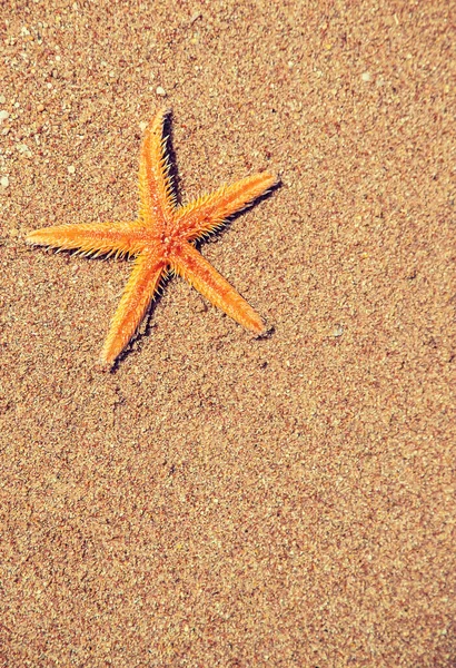 Морская Звезда Пляже Песке Выборочный Фокус Природа — стоковое фото