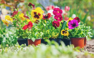 Bahar yaz aylarında çiçek ekiyorum. Seçici odaklanma. Doğa.