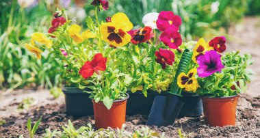 Bahar yaz aylarında çiçek ekiyorum. Seçici odaklanma. Doğa.