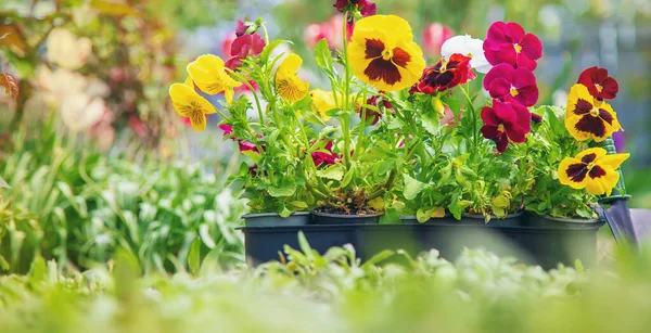 Pflanzung Eines Blumengartens Frühlingssommer Selektiver Fokus Natur — Stockfoto