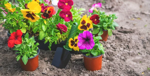 Pflanzung Eines Blumengartens Frühlingssommer Selektiver Fokus Natur — Stockfoto