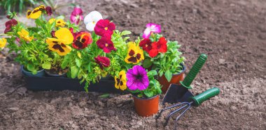 Bahar yaz aylarında çiçek ekiyorum. Seçici odaklanma. Doğa.