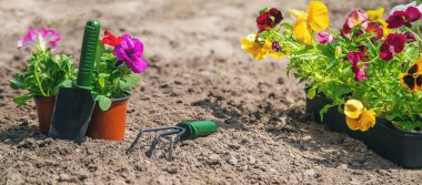 Bahar yaz aylarında çiçek ekiyorum. Seçici odaklanma. Doğa.