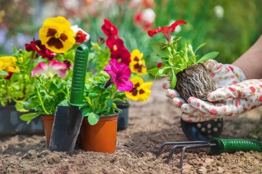 Bahçıvan bir çiçek bahçesi dikiyor. Seçici odaklanma. Doğa.