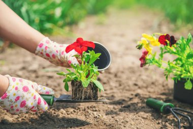 Bahçıvan bir çiçek bahçesi dikiyor. Seçici odaklanma. Doğa.
