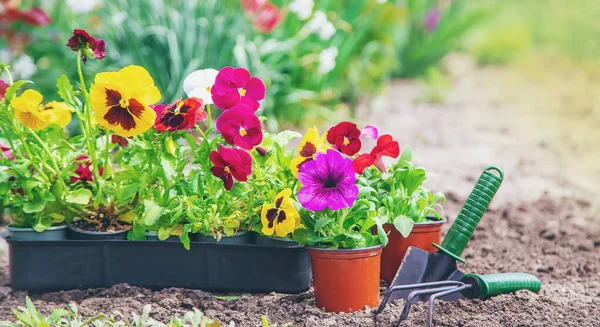 Pflanzung Eines Blumengartens Frühlingssommer Selektiver Fokus Natur — Stockfoto