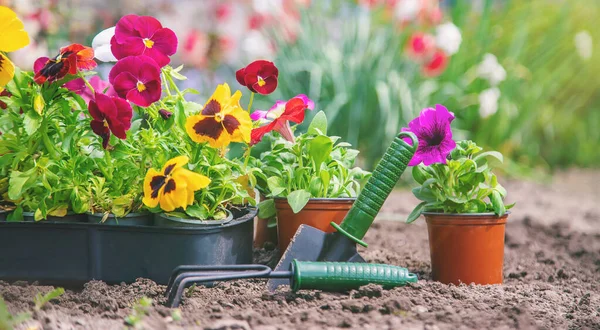 Bahar yaz aylarında çiçek ekiyorum. Seçici odaklanma. Doğa.