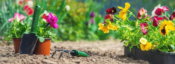 Pflanzung Eines Blumengartens Frühlingssommer Selektiver Fokus Natur — Stockfoto