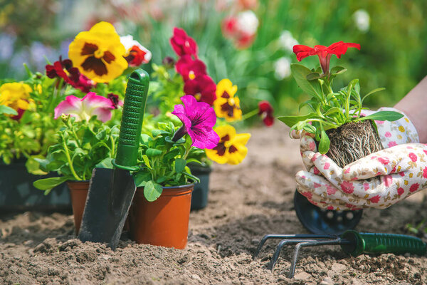 Садовник сажает цветочный сад. Выборочный фокус. природа
.