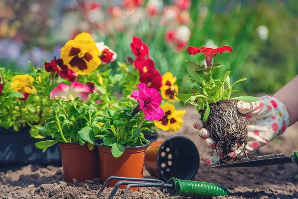 庭師は花の庭を植えます 選択的フォーカス — ストック写真