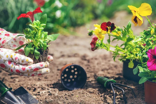 庭師は花の庭を植えます 選択的フォーカス — ストック写真